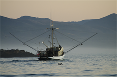 California fishing groups sue wind developers to delay marine surveys